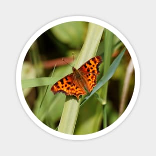 Satyr Comma Butterfly on a Blade of Grass Magnet